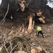 Stump Removal and Grinding