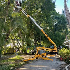 Tree Trimming